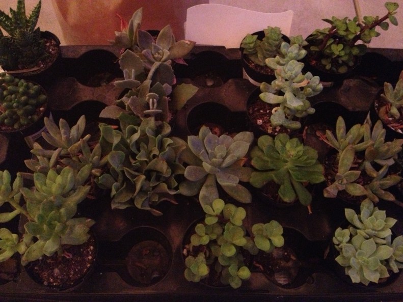 succulents 1