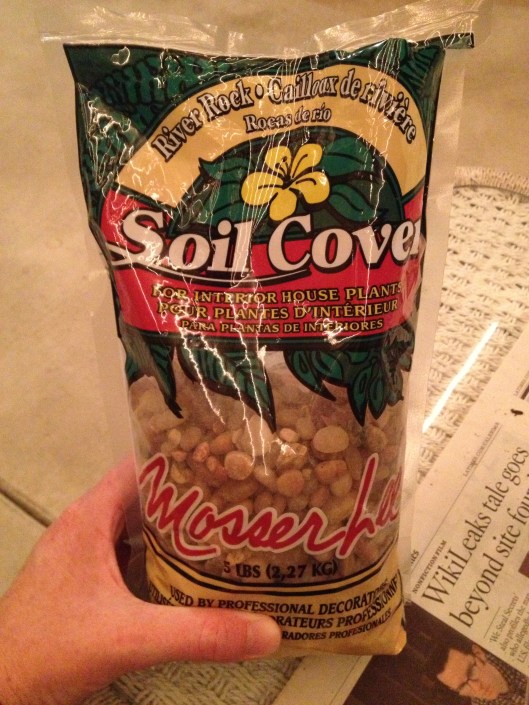 succulents the rocks