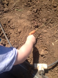 Went on a free wagon tour at Tanaka Farms in Irvine...so hot but Jake LOVED those fresh, super sweet strawberries :)