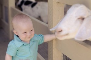 Went to the petting zoo in San Juan Capistrano while cousin Brayden was visiting from Arizona